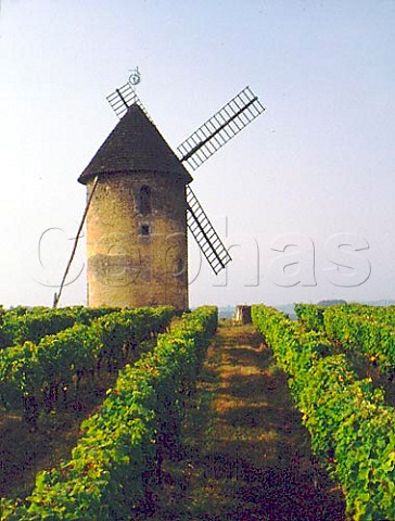 Windmill in vineyard at Gornac Gironde France   EntreDeuxMers  Bordeaux