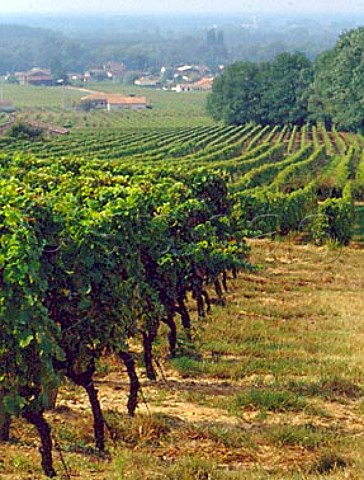 Vineyards sloping down to the Garonne River above   Loupiac Gironde France   Loupiac  Bordeaux