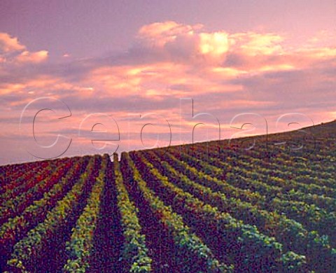 Evening sky over Les Bouchots Grand Cru vineyard    Morey St Denis Cte dOr France   Cte de Nuits