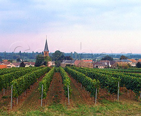 Kirchenstck vineyard and Forst village Pfalz Germany