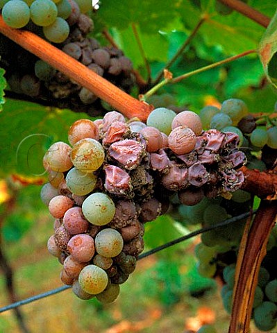 Botrytis on Riesling grapes in Hohenmorgen vineyard   Deidesheim Pfalz Germany