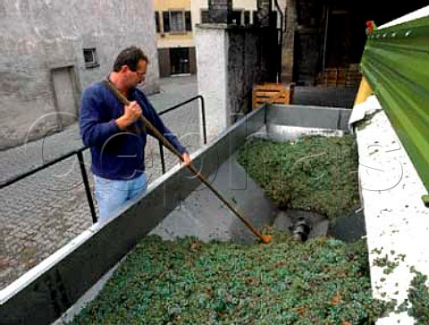 Pushing riesling grapes into the screwfeed   receiving hopper at Reichsrat von Buhl Deidesheim    Germany  Rheinpfalz