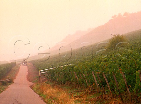 Morning mist in Pettenthal and Brudersberg vineyards north of Nierstein    Germany    Rheinfront