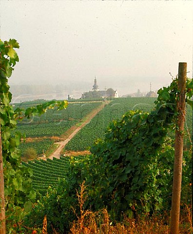 Overlooking Hipping vineyard with Nierstein and the   Rhine beyond Germany   Rheinfront  Rheinhessen