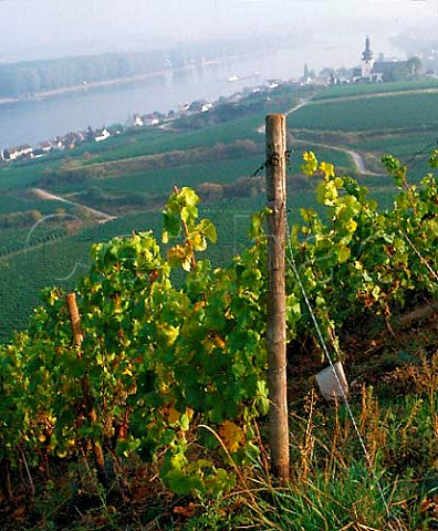 Overlooking Hipping vineyard above Nierstein    and the Rhine Hessen Germany        Rheinhessen  Rheinfront