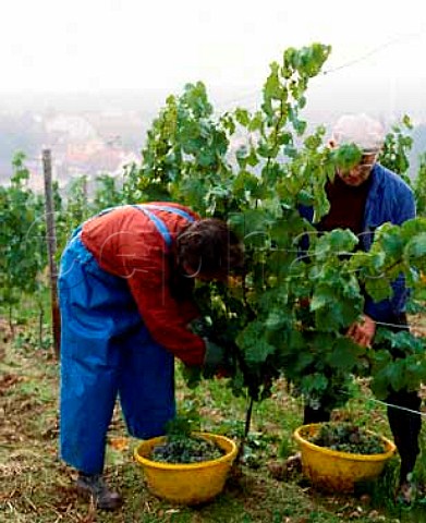 Harvesting Riesling grapes in the Ortsteil vineyard   of Schloss Johannisberg Johannisberg Germany    Rheingau