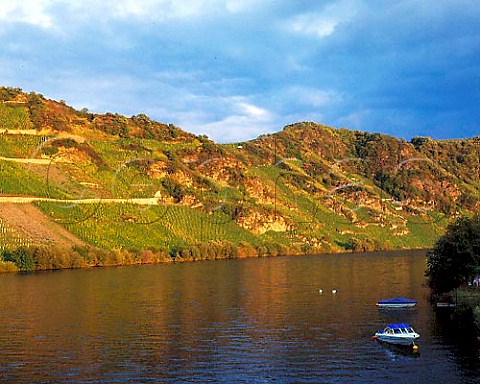 Evening light on Goldtropfchen and Gartchen   vineyards just to the west of Piesport                Mosel