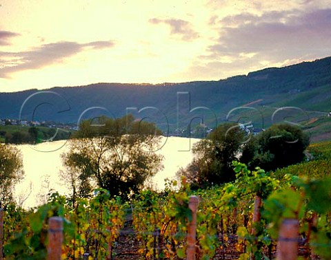 Evening light on the River Mosel at Piesport seen  from Goldtropfchen vineyard with Schubertslay   Falkenberg vineyards rising above the church of  Pfarrkirche St Michael  Germany   Mosel