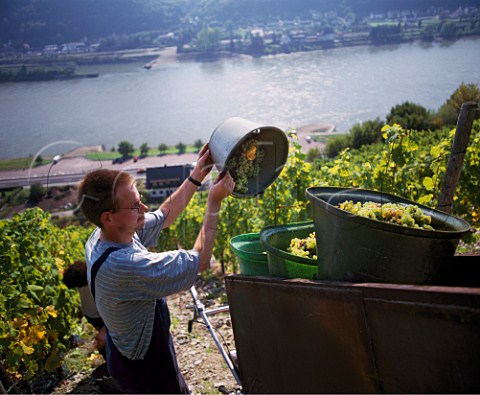 Harvesting in the steep Burg Maus vineyard above   the Rhine River near StGoarshausen Germany  Mittelrhein