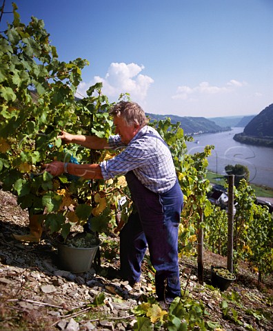Harvesting in Burg Maus vineyard on the steeply sloping East bank of the Rhine River near St Goarshausen Mittelrhein