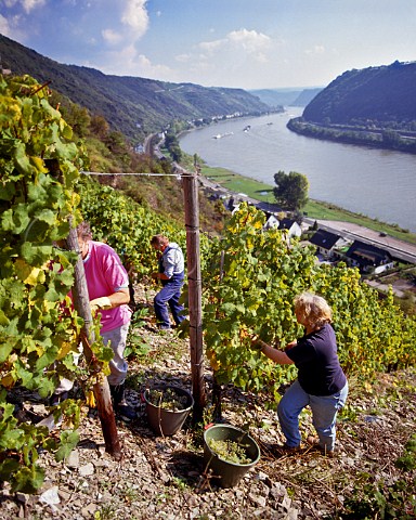 Harvesting in Burg Maus vineyard above the Rhine   near StGoarshausen Germany    Mittelrhein