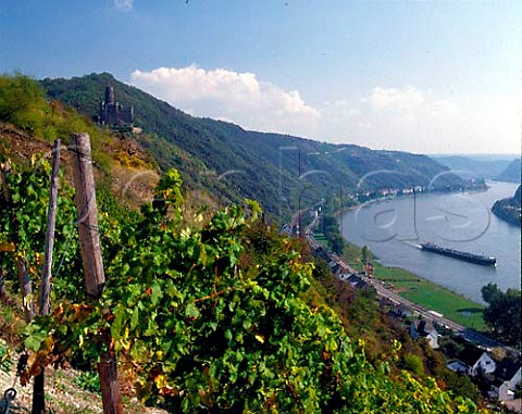 Burg Maus vineyard on the steeply sloping East bank   of the Rhine River near St Goarshausen with the Medieval Burg Maus Mouse Castle in the distance    Germany  Mittelrhein