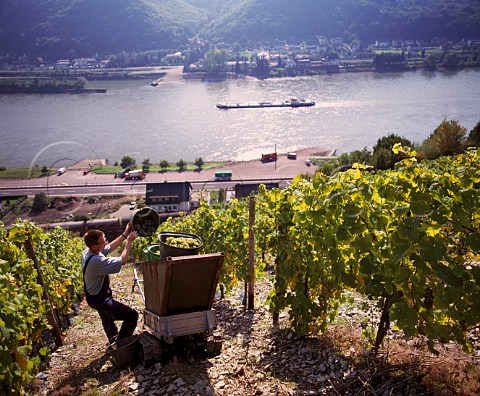 Harvesting grapes in Burg Maus vineyard above the   Rhine near StGoarshausen Germany  Mittelrhein