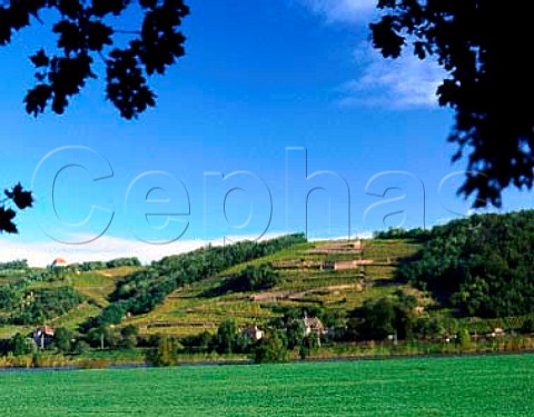 Vineyards by the Elbe river southeast of Meissen   Germany   Sachsen  Saxony