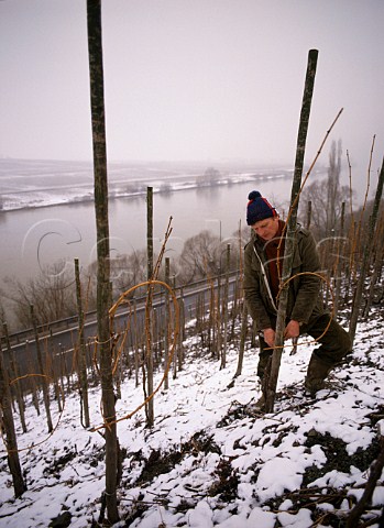 Tying down vines in the winter snow at Trittenheim   Germany  Mosel