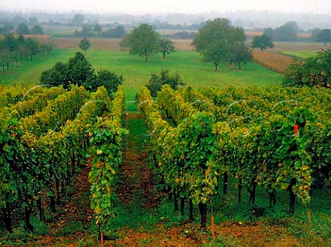 Vineyard at Blansingen with the Rhine valley in   distance north of Lrrach Baden Germany     Vgtei Rotteln Grosslage
