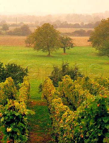 Vineyard at Blansingen with the Rhine valley in   distance north of Lrrach Baden Germany     Vogtei Rtteln Grosslage