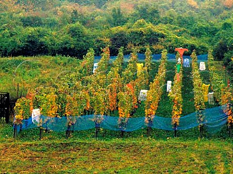 Scarecrows in small vineyard at Rheinweiler north   of Lrrach Baden Germany  Vogtei Rtteln   Grosslage