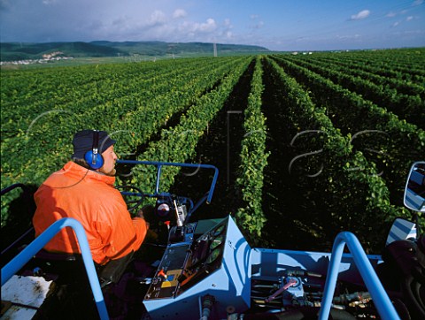 Mechanical harvesting in vineyard at Mussbach north   of NeustadtanderWeinstrasse  Germany  Pfalz