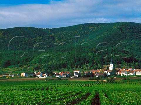View over vineyards to NeustadtanderWeinstrasse   Pfalz Germany