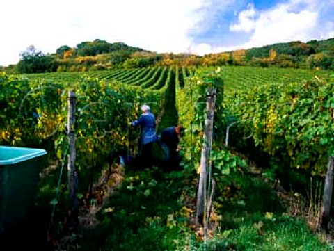 Picking Scheurebe grapes above Forst south of   Wachenheim     Mariengarten Grosslage Rheinpfalz