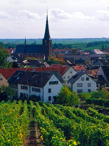 Grainhubel vineyard at Deidesheim Pfalz Germany