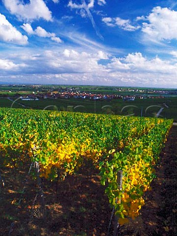 Vineyards above Ungstein north of Bad Drkheim   Germany   Pfalz