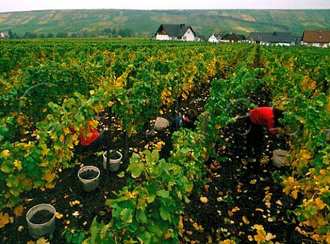 Picking Gewrztraminer grapes in Bildstock vineyard   southwest of Nierstein  Germany  Rheinhessen