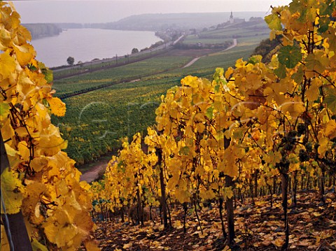 View from the Brudersberg vineyard over Goldeneluft vineyard to Nierstein and the River Rhine Hessen Germany   Rheinfront  Rheinhessen