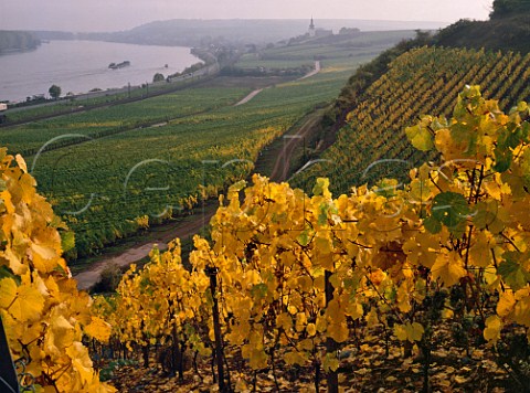 Riesling vines in Brudersberg vineyard with Goldene vineyard Nierstein and the Rhine beyond  Germany      Rheinhessen