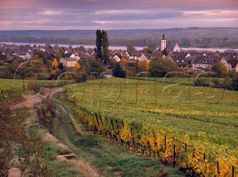 Vineyards of Schloss Johannisberg and Winkel village with the Rhine beyond  Hessen Germany  Rheingau