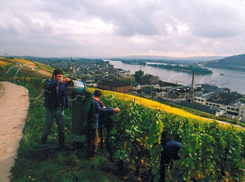 Harvesting in Berg Rottland vineyard for Pfargut   Rdesheim winery in Rdesheim Germany Rheingau
