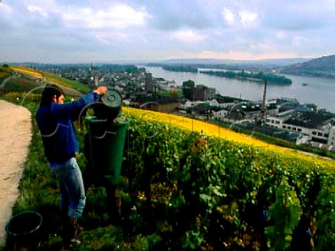 Harvesting in Berg Rottland vineyard for Pfargut   Rudesheim winery in Rudesheim                          Rheingau