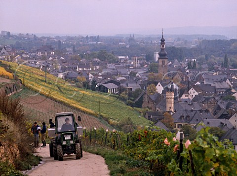 Harvest time in Berg Rottland vineyard at Rdesheim  Hessen Germany  Rheingau