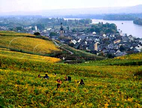 Harvesting in Berg Rottland vineyard for Pfarrgut   Rdesheim winery Rdesheim Germany  Rheingau