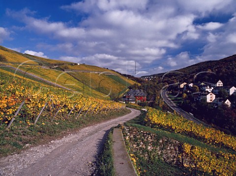 The Stadt Weingut in Hollenberg vineyard at  Assmannshausen  Germany  Rheingau