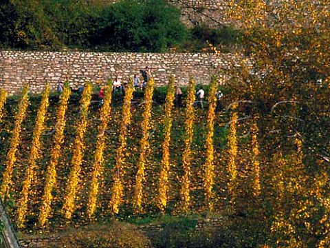 Harvesting Pinot Noir grapes in the Hollenberg   vineyard Assmannshausen Germany   Rheingau
