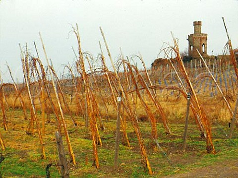 Vineyards in Winter at Bad Drkheim Germany    Rheinpfalz