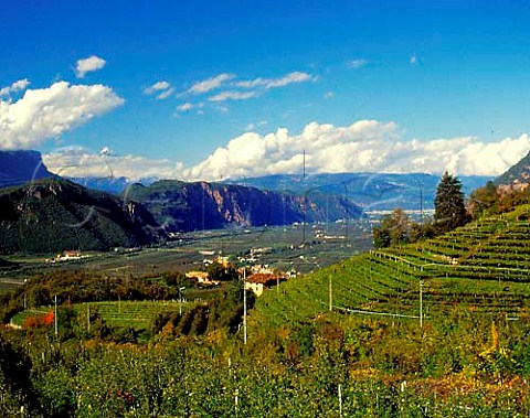 Vineyard on the east side of the Alto Adige valley   above the village of Ora The main town of Bolzano   can just be seen further up the valley  Italy