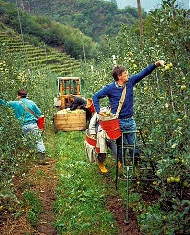 Apple picking at Nals with vineyards above  Just   north of Bolzano in the Alto Adige  Italy