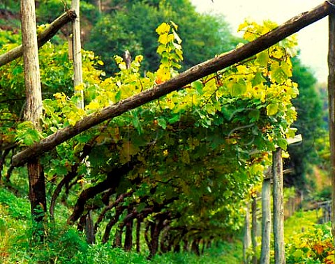 Vineyard at Nals northwest of Bolzano in the Alto   Adige  Italy