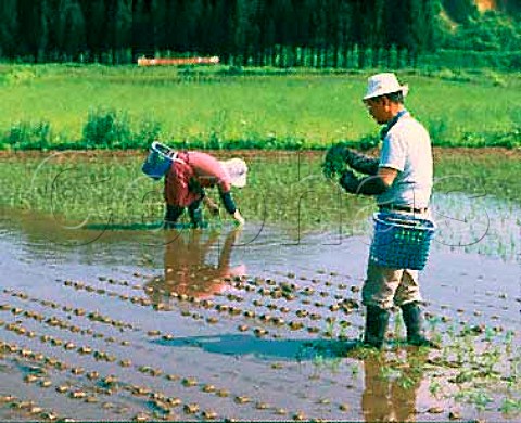 Farm workers planting rice by hand Akita   Prefecture Tohoku Japan