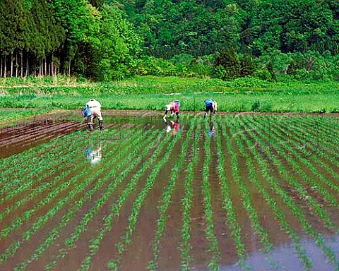 Akita Prefecture Tohoku Northern Japan Farm   workers planting rice by hand