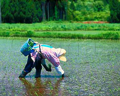Woman hand planting rice in the gaps left by a   mechanical planter near Tazawako Lake  Akita   Prefecture Tohoku Northern Japan