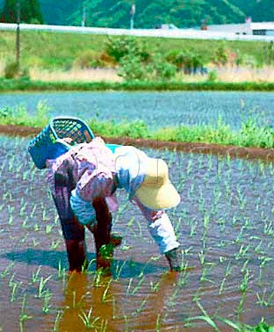 Woman planting rice by hand in the gaps left by a   mechanical planter  Near Tazawako Lake   Akita Prefecture Tohoku Japan