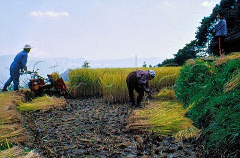 Harvesting rice  Nagano Japan