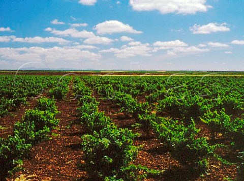 Vineyard near Zafra Extremadura Spain     Ribera del Guadiana
