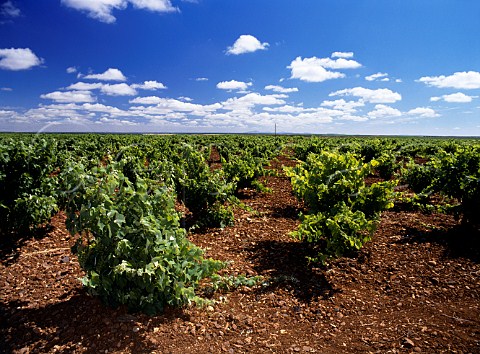 Vineyard near Zafra Extremadura Spain     Ribera del Guadiana