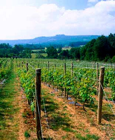 Chanctonbury Vineyard at Wiston West Sussex grows   mainly Madeleine Angevine and Bacchus grapes and   overlooks the South Downs near Worthing