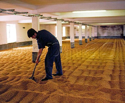 Malting floor at Laphroaig Distillery Using a shiel wooden shovel to turn the barley during germination it is done every eight hours for seven days to ensure even sprouting and to prevent mould forming Isle of Islay Argyllshire Scotland